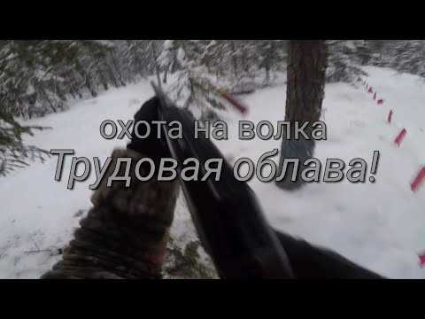 Видео: Облавная охота на волка. Волки съели целое стадо косуль.