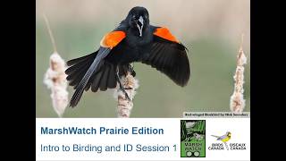 MarshWatch Prairie Edition 2026 - Webinar 2: Intro to Birding and ID Session 1