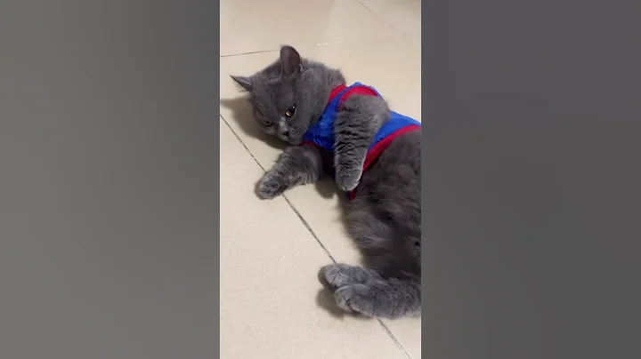 Watch the video about MATCHA "d BRITISH SHORT HAIR #cat #cute #shorts