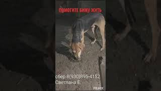 06.05.24 Бимка умер..                    ПОМОГИТЕ БИМУ ЖИТЬ