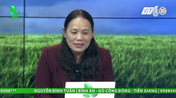 Cá bị trầy xước tróc vảy ở thân là do đâu