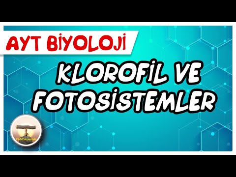 Video: Klorofil molekülleri kloroplast quizletinde nerede bulunur?