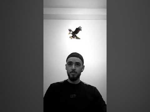 Rubio nsr freestyle