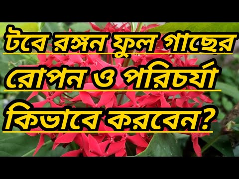 ভিডিও: কীভাবে রানুনকুলাস রোপণ করবেন? রানুনকুলাস ফুল: রোপণ এবং যত্ন