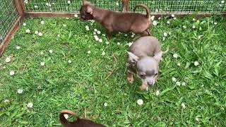Cute Chocolate and Lilac Chihuahua puppies by PuppyNation 806 views 1 year ago 2 minutes, 4 seconds