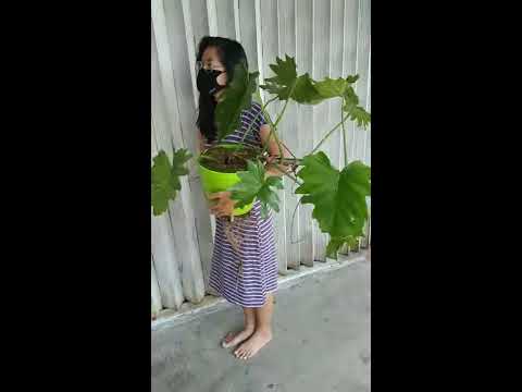 Philodendron lacerum | Fazza Nursery - popular plants - YouTube