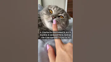 КАК ПРАВИЛЬНО ГЛАДИТЬ КОТА?