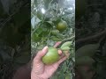 muuaniss