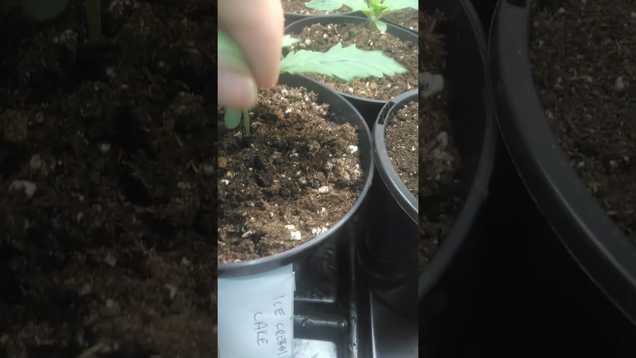 BARNEY'S ICE CREAM CAKE 😋