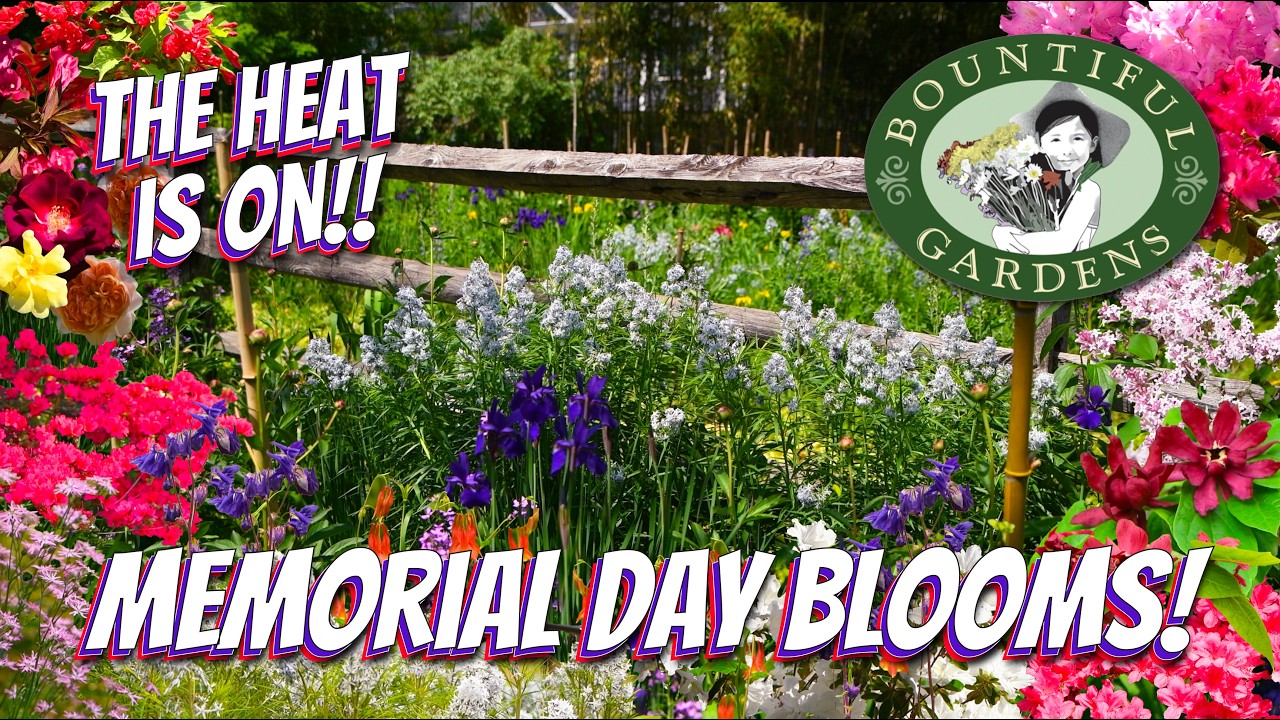 Plant THESE Perennials and Shrubs for a Floral Memorial Day! - Summer's Almost Here!