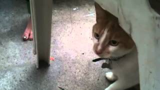Crazy Cat Noises From Little Cat