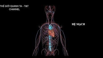 Hệ mạch (Thuyết minh) - Hệ tuân hoàn (phần 3)