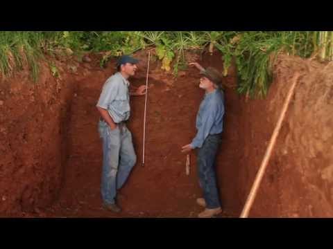 Video: Kas berberis kasvab kuivas pinnases?
