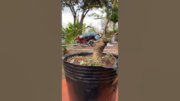 Hướng dẫn cách tạo bonsai dáng trực lắc cơ bản (p2)