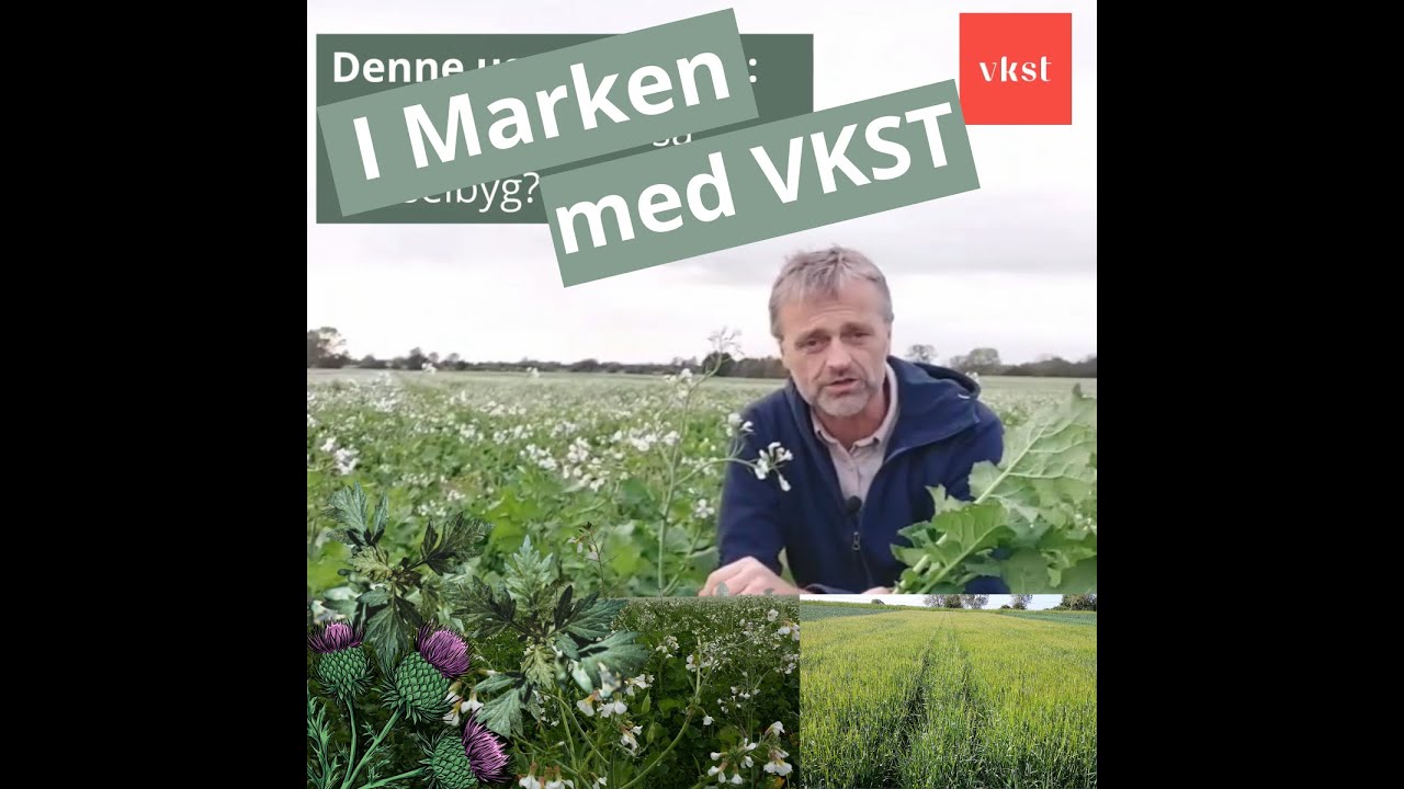I Marken med VKST | Uge 43 2025