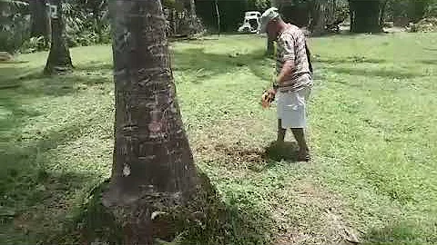 How to fertilize coconut trees. Foreigner Clearing Land in the Philippines.