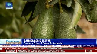 S\/African Farmers Enjoy A Boom In Avocado Demand |Business Incorporated|