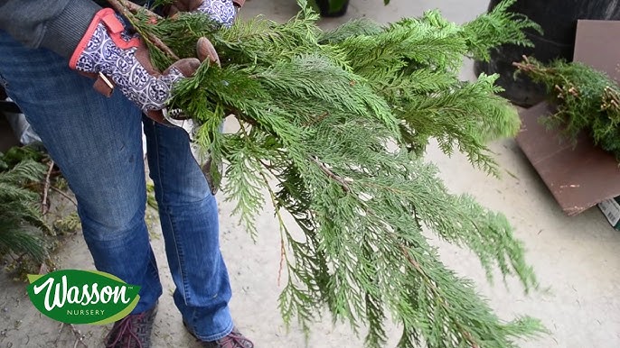 How To: Make an Evergreen Centerpiece