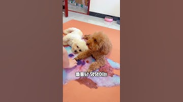 댕댕이의 간식 숨기는 잔머리에 넘어가지 않은 주인