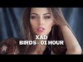 Xad - Birds | 01 Hour | Studio PEPPER Sound ♪