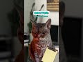 Naming Babies in 2045 😭 [REUPLOAD] (CAT MEMES🐈) @JosiahSchneider #shorts