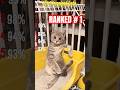 Top 5 Funny Cats You Won't Believe What Cat #1 Did! 😱