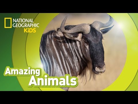 Wildebeest | Amazing Animals