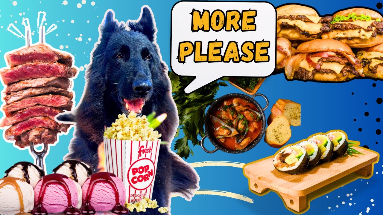 What I Feed My 13 Year Old Belgian Shepherd Homemade Senior Dog Food what-i-feed-my-13-year-old-belgian-shepherd-homemade-senior-dog-food