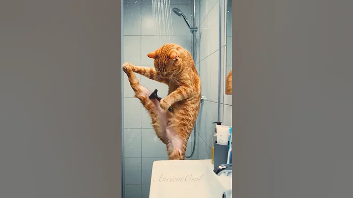 Video 11834361: bath cat funnycats, cat bathing funny