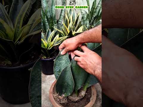 Sansevieria Masoniana organising process 😍😍😍