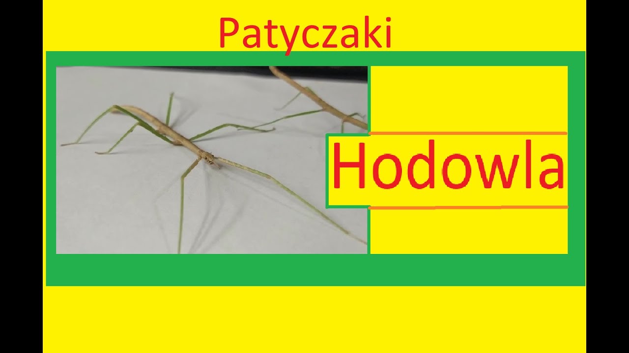 Jak Sprawdzić Czy Zdrapka Jest Wygrana