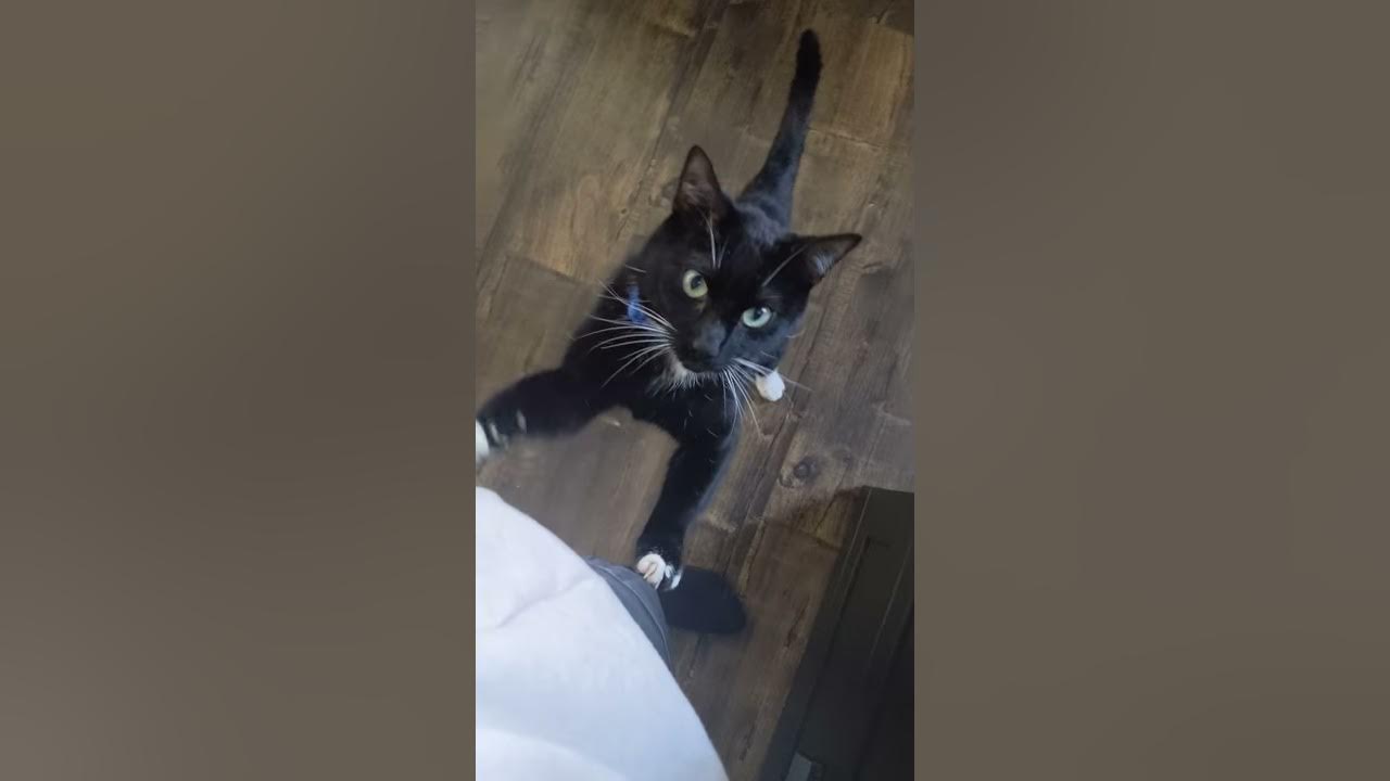Cat wants to be petted YouTube