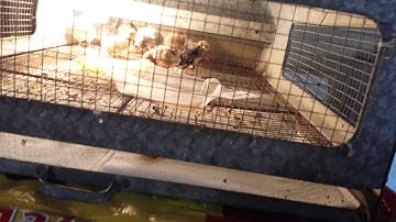 Brooder and Incubator set up