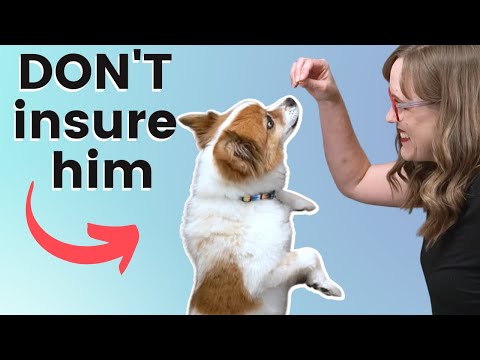 Don't Buy Pet Insurance! Do this instead.