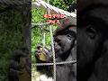 Kiyomasa & ice cream【東山動物園ゴリラ】 #gorilla #kiyomasa