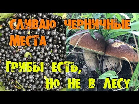 ГДЕ ИСКАТЬ ГРИБЫ И ЯГОДЫ ПОИСК ЧЕРНИКИ СДАЧА МЕСТ MUSHROOMS AND BERRIES FIND AND SURRENDER OF SEATS