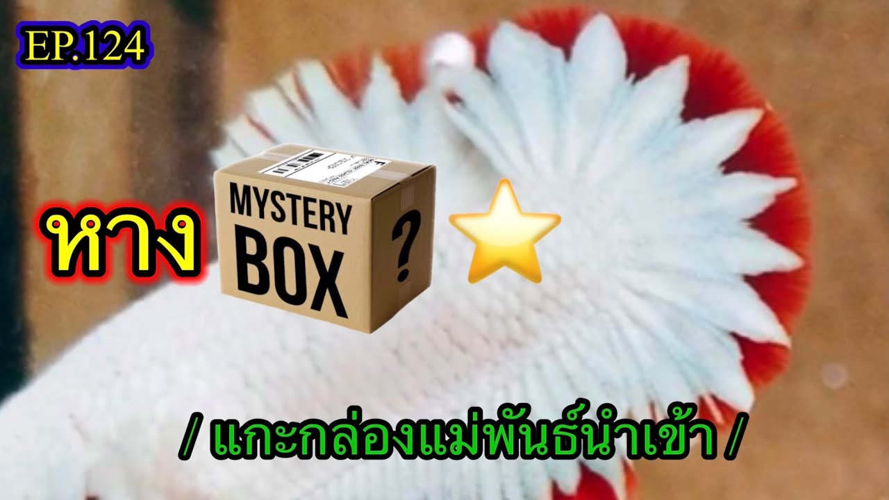 EP.124 แกะกล่องแม่พันธ์ Snow Dragon ขาวดาวขอบ