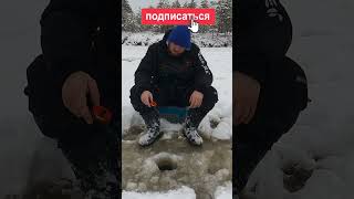АГРЕССИВНЫЙ ОКУНЬ  #рыбалка