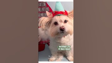 🎄Dec 3rd: 22 Sleeps #dogshorts #christmascountdown #christmascountdown2023 #houdinijames #advent