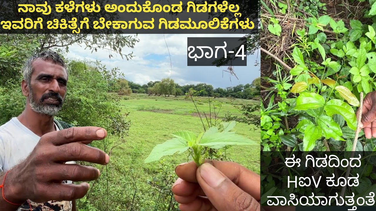 ಈ ಒಂದು ಗಿಡದಿಂದ ಮೂರು ಸಾವಿರ ಕಾಯಿಲೆಗಳು ವಾಸಿಯಾಗುತ್ತವಂತೆ... ದೊಡ್ಡ ದೊಡ್ಡ ರೋಗಗಳು ಕೂಡ ವಾಸಿಯಾಗುತ್ತವೆ