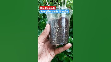 Cúc tần ấn độ | rất dễ nhân giống #short #shortvideo