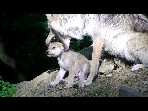 Videó: Baby Wolf és a kölyökkutya A vontatott háború lejátszása a szívedben fog megkötni