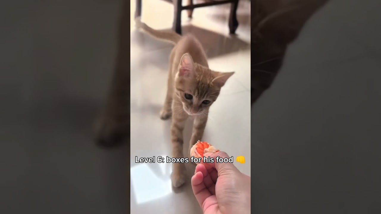 Cats getting hungrier 😺