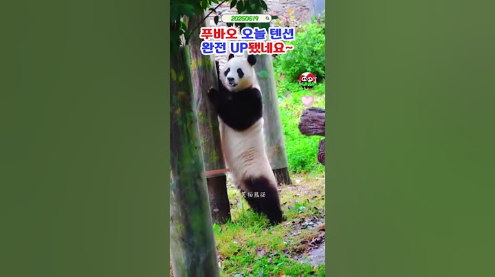 🚦푸바오 텐션업~ 간만에 보는모습 #푸바오실시간 #푸바오근황 #판다월드 #에버랜드 #아이바오 #러바오 #루이바오 #후이바오 #강바오 #송바오 #푸질머리
