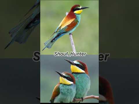 طائر الوروار