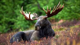 Moose Sound | Animal Sounds