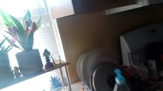 The Doki Animaniacs Show