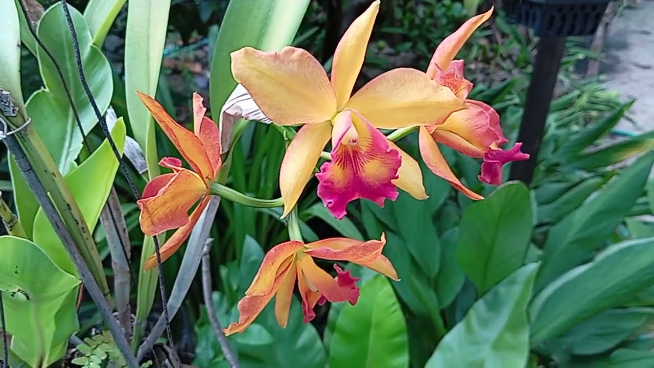 มีท่านผู้ชมถามมา 'แคทลียาไม่ออกดอก " ออกแต่หน่อ