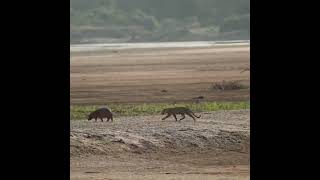 Hippo baby escaped death thanks to mom&#39;s help#shorts