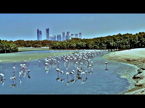 Dubai Flamingos 🦩  in Creek , Dubai lake , Sep 2021 / UAE 🇦🇪